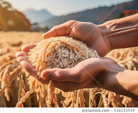 Hands full of rice 116133534