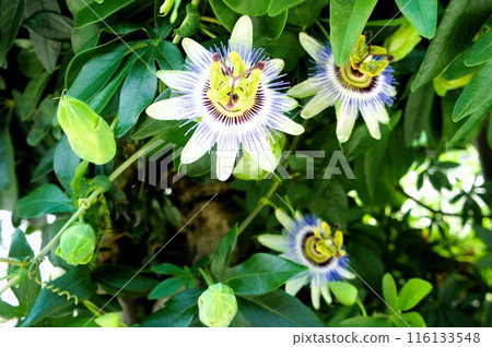 盛開的西番蓮 116133548