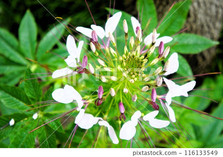 開花在路旁的花 116133549