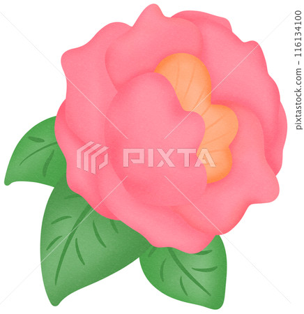 Camellia flower pink Camellia flower pink 116134100