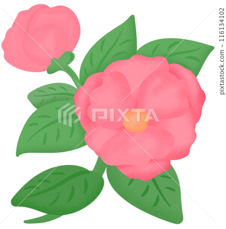 Camellia flower pink Camellia flower pink 116134102