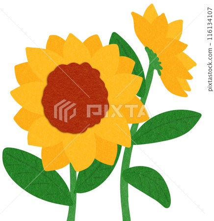 Sunflowers 116134107