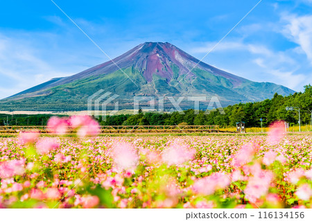 富士山和紅蕎麥田～山中湖花宮公園～ 116134156