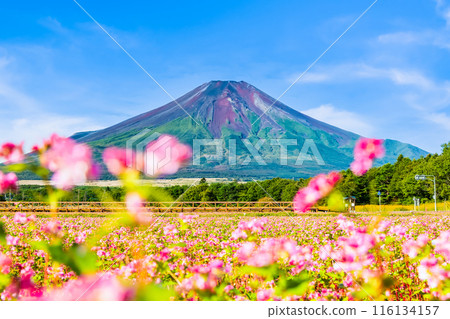 Mount Fuji and red buckwheat fields - Lake Yamanaka Flower Park - Mount Fuji and red buckwheat fields - Lake Yamanaka Flower Park - 116134157