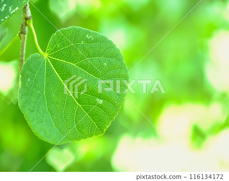 Cute heart shaped leaves 116134172