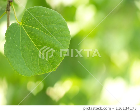 Young leaves of weeping katsura shining in the sunlight Young leaves of weeping katsura shining in the sunlight 116134173