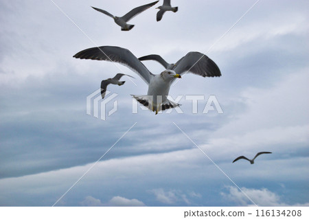 天橋立觀光船上的餵食場景（京都府宮津市） 116134208