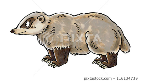 Badger 116134739