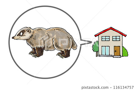 Badger and house 116134757