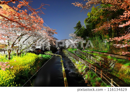 奇幻之美:行屋川水邊公園/栃木縣真岡市的夜櫻 奇幻之美:行屋川水邊公園/栃木縣真岡市的夜櫻 116134829
