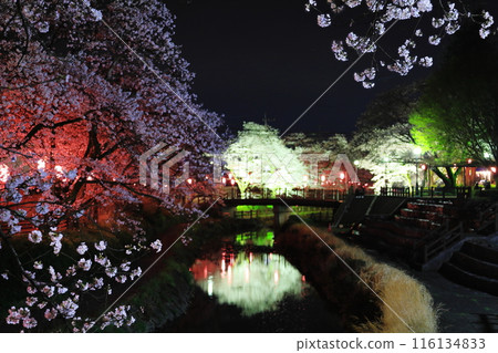 Fantastic beauty: Cherry blossoms at night at Gyōyagawa Waterfront Park / Moka City, Tochigi Prefecture Fantastic beauty: Cherry blossoms at night at Gyōyagawa Waterfront Park / Moka City, Tochigi Prefecture 116134833
