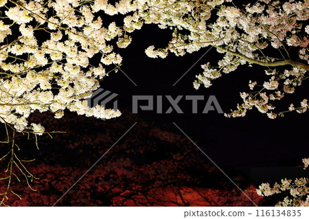 Fantastic beauty: Cherry blossoms at night at Gyōyagawa Waterfront Park / Moka City, Tochigi Prefecture Fantastic beauty: Cherry blossoms at night at Gyōyagawa Waterfront Park / Moka City, Tochigi Prefecture 116134835