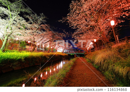 奇幻之美：行屋川水邊公園/栃木縣真岡市的夜櫻 116134868