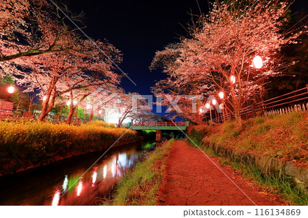 奇幻之美：行屋川水邊公園/栃木縣真岡市的夜櫻 116134869