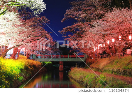 Cherry blossoms in full bloom and Shizukaze Bridge at Gyoyagawa Waterside Park/Moka City, Tochigi Prefecture Cherry blossoms in full bloom and Shizukaze Bridge at Gyoyagawa Waterside Park/Moka City, Tochigi Prefecture 116134874