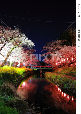 Fantastic beauty: Cherry blossoms at night at Gyōyagawa Waterfront Park / Moka City, Tochigi Prefecture Fantastic beauty: Cherry blossoms at night at Gyōyagawa Waterfront Park / Moka City, Tochigi Prefecture 116134875