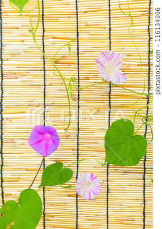 Morning glory morning glory morning glory Morning glory morning glory morning glory 116134996