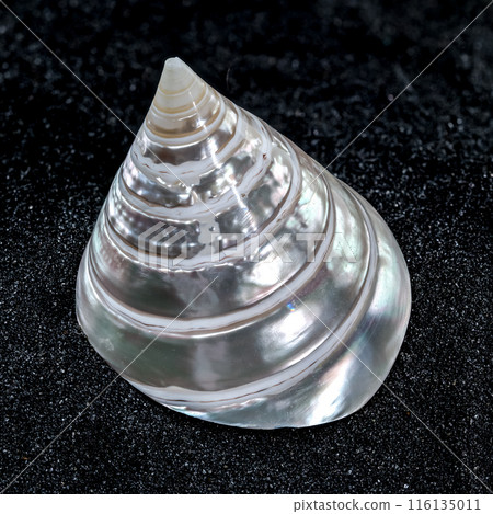Tectus Pyramis Pearl Seashell on a black sand background 116135011