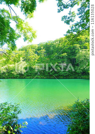 Dokko Swamp, Zao, Fresh Greenery 116135028