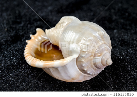Phalium glaucum Seashell on a black sand background Phalium glaucum Seashell on a black sand background 116135030