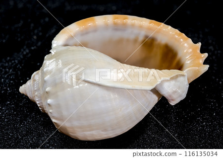 Phalium glaucum Seashell on a black sand background Phalium glaucum Seashell on a black sand background 116135034