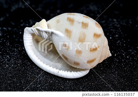 Semicassis japonica Seashell on a black sand background Semicassis japonica Seashell on a black sand background 116135037