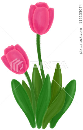 Pink tulip 116135074