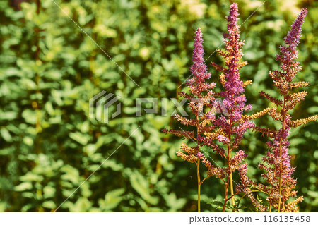 Summer.Garden decorative flower Astilbe japonica, Hotea Barbata Summer.Garden decorative flower Astilbe japonica, Hotea Barbata 116135458