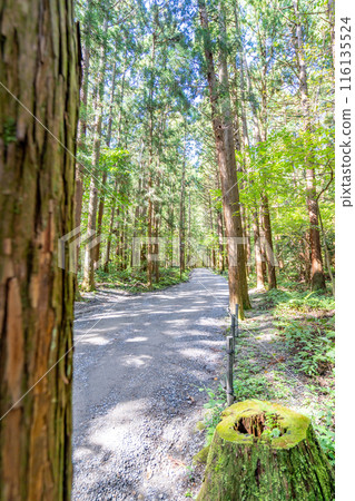 Yahiko Mountain Manyo Trail: 78 species of plants that are mentioned in Manyo poems are planted along the trail. A path to ascend the mountain that brings you closer to the gods, step by step. 116135524