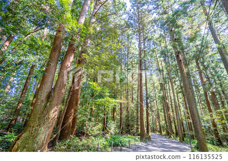 Yahiko Mountain Manyo Trail: 78 species of plants that are mentioned in Manyo poems are planted along the trail. A path to ascend the mountain that brings you closer to the gods, step by step. 116135525