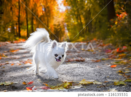 chihuahua in nature chihuahua in nature 116135531