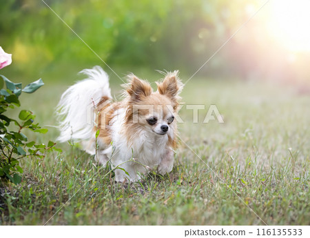 chihuahua in nature chihuahua in nature 116135533