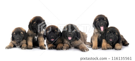 puppies Leonberger in studio 116135561