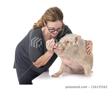 miniature pig in studio 116135562