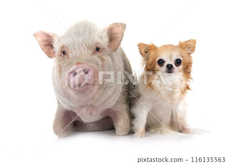 miniature pig and chihuahua in studio 116135563