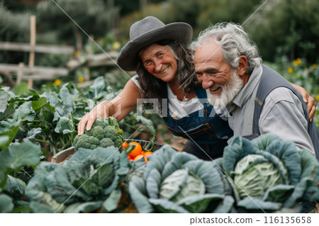 Elderly Couple Harvesting Fresh Vegetables in a Garden 116135658