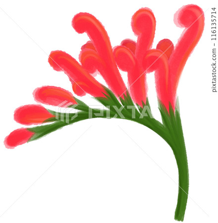 Crocosmia crocosmiiflora red flower Crocosmia crocosmiiflora red flower 116135714