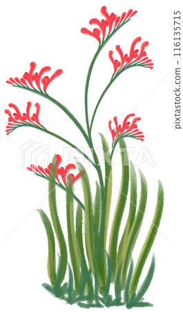Crocosmia crocosmiiflora red flower Crocosmia crocosmiiflora red flower 116135715