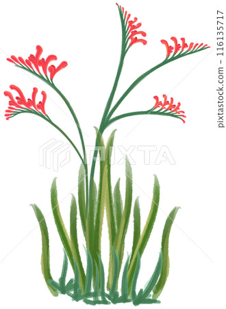 Crocosmia crocosmiiflora red flower Crocosmia crocosmiiflora red flower 116135717