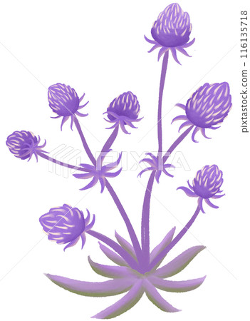 sea holly sea holly 116135718