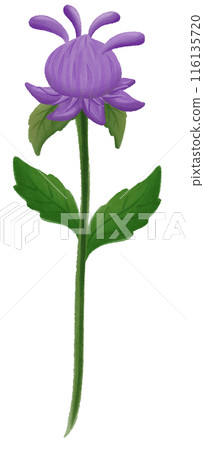 purple Jacob bee balm purple Jacob bee balm 116135720