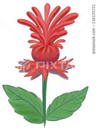 red Jacob bee balm red Jacob bee balm 116135721