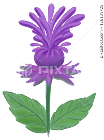 purple Jacob bee balm purple Jacob bee balm 116135728
