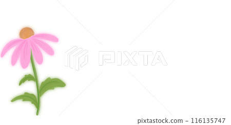 Coneflower in pink Coneflower in pink 116135747