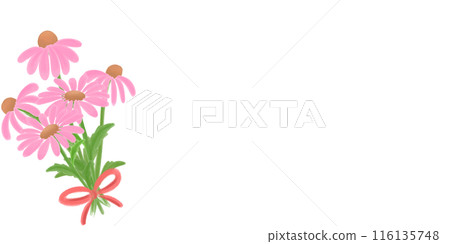 Coneflower in pink Coneflower in pink 116135748