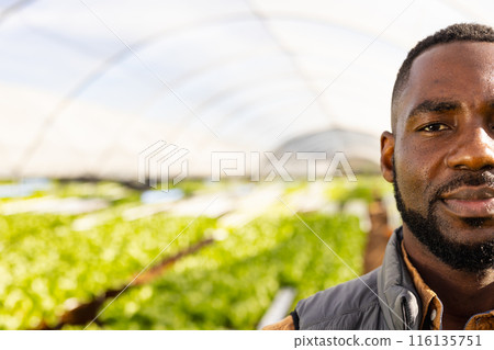 African American young male farm supervisor standing in greenhouse at a hydroponic farm, copy space African American young male farm supervisor standing in greenhouse at a hydroponic farm, copy space 116135751