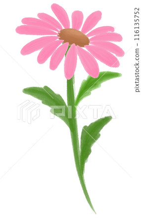 Coneflower in pink Coneflower in pink 116135752