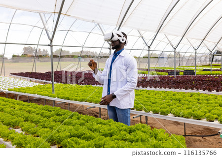 African American young male farm supervisor examining plants in a greenhouse on a hydroponic farm 116135766