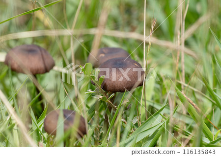 銀行上的蘑菇 02 銀行上的蘑菇 02 116135843