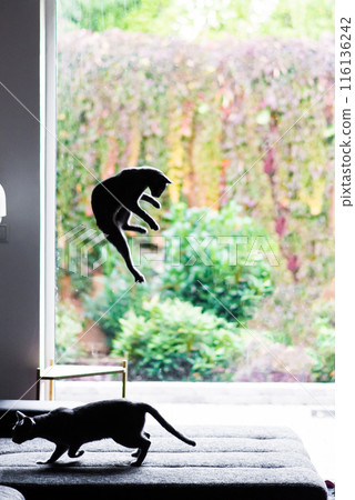 Hunting cat, cat face before a close attack. Portrait of a funny domestic kitten playing indoors. 116136242